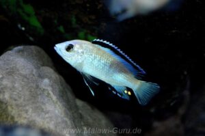 Labidochromis caeruleus 'Nkhata Bay'